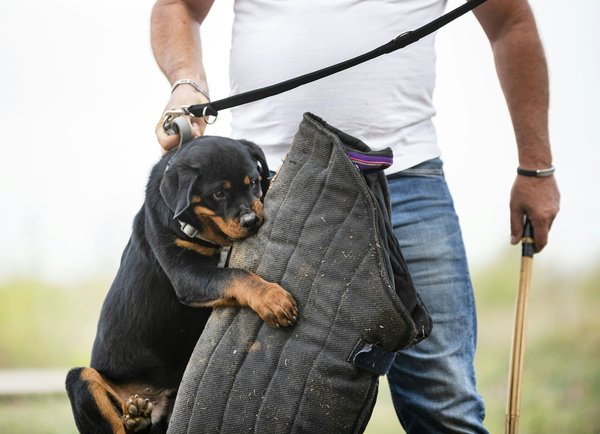 How do I ensure proper helmet fit for safe riding on a Moto Guzzi V85 TT?